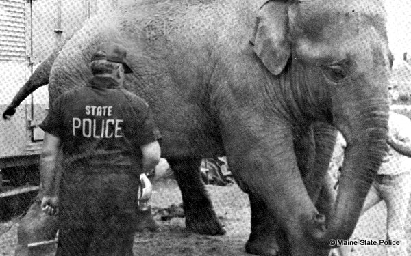 1981- Trooper Roy Gallant, Commercial Vehicle Division, weighing an elephant